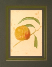 FH 34 - Grawford€s late peach